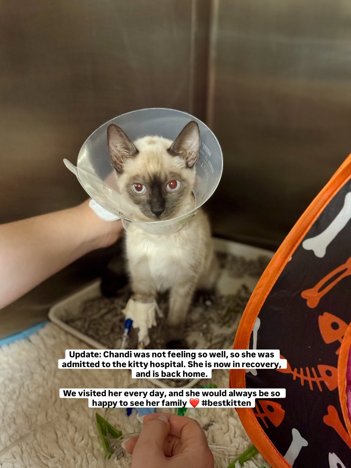 Chandi at the emergency veterinary hospital, wearing a recovery collar with an IV bandage on one front leg.
