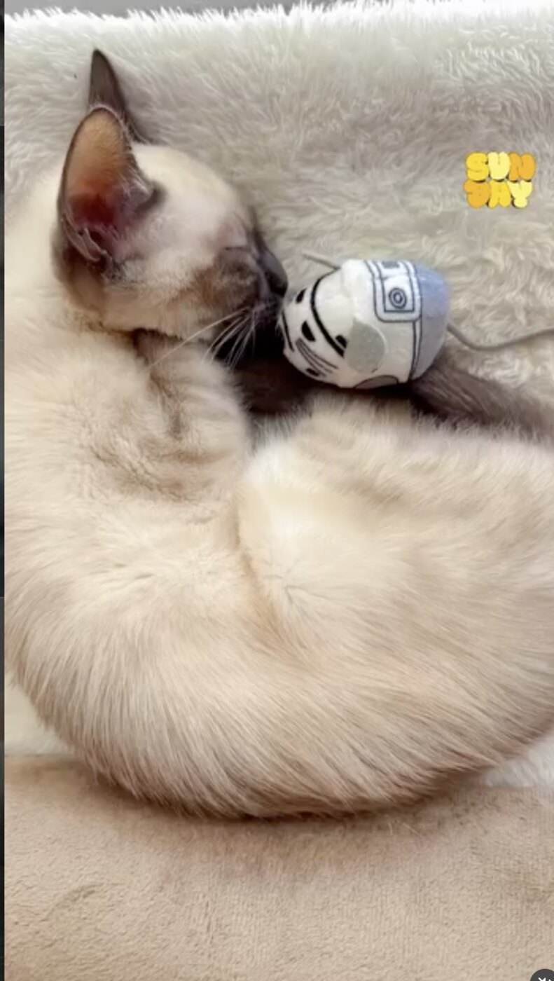 Chandi curled up asleep with a small toy tucked beside her face.