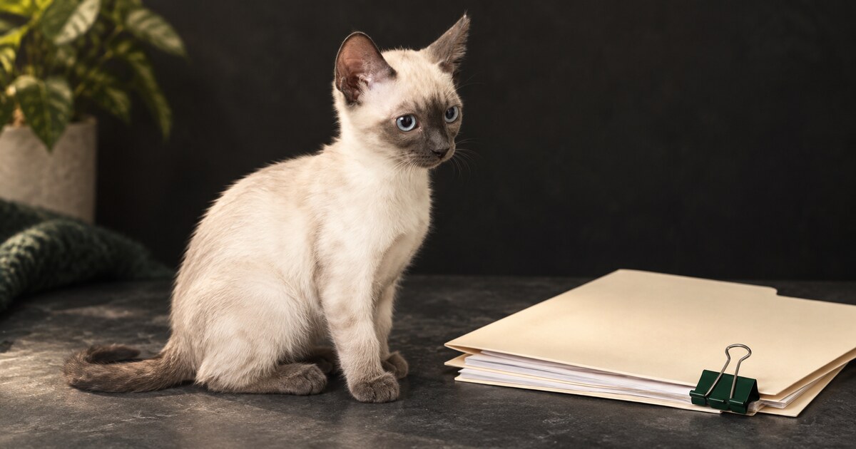 Chandi, a small Bengal kitten, sits on a dark stone surface beside a cream folder of papers held by a deep-green binder clip.