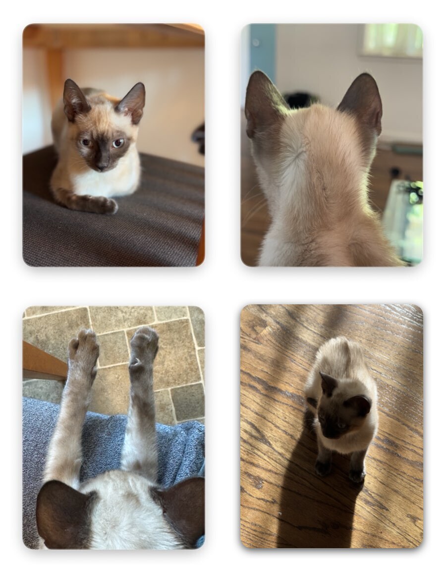 Four examples from the Chandi photo selection: resting on a chair, seen from behind, stretching her paws, and standing on a wood floor looking up at the camera. No human faces are visible.