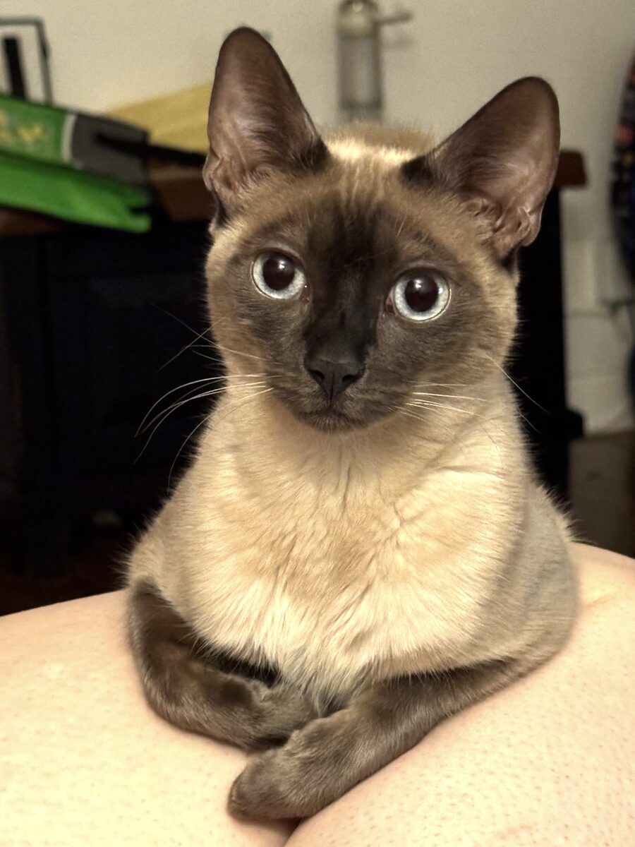 Chandi sitting upright with her paws crossed and looking directly at the camera.